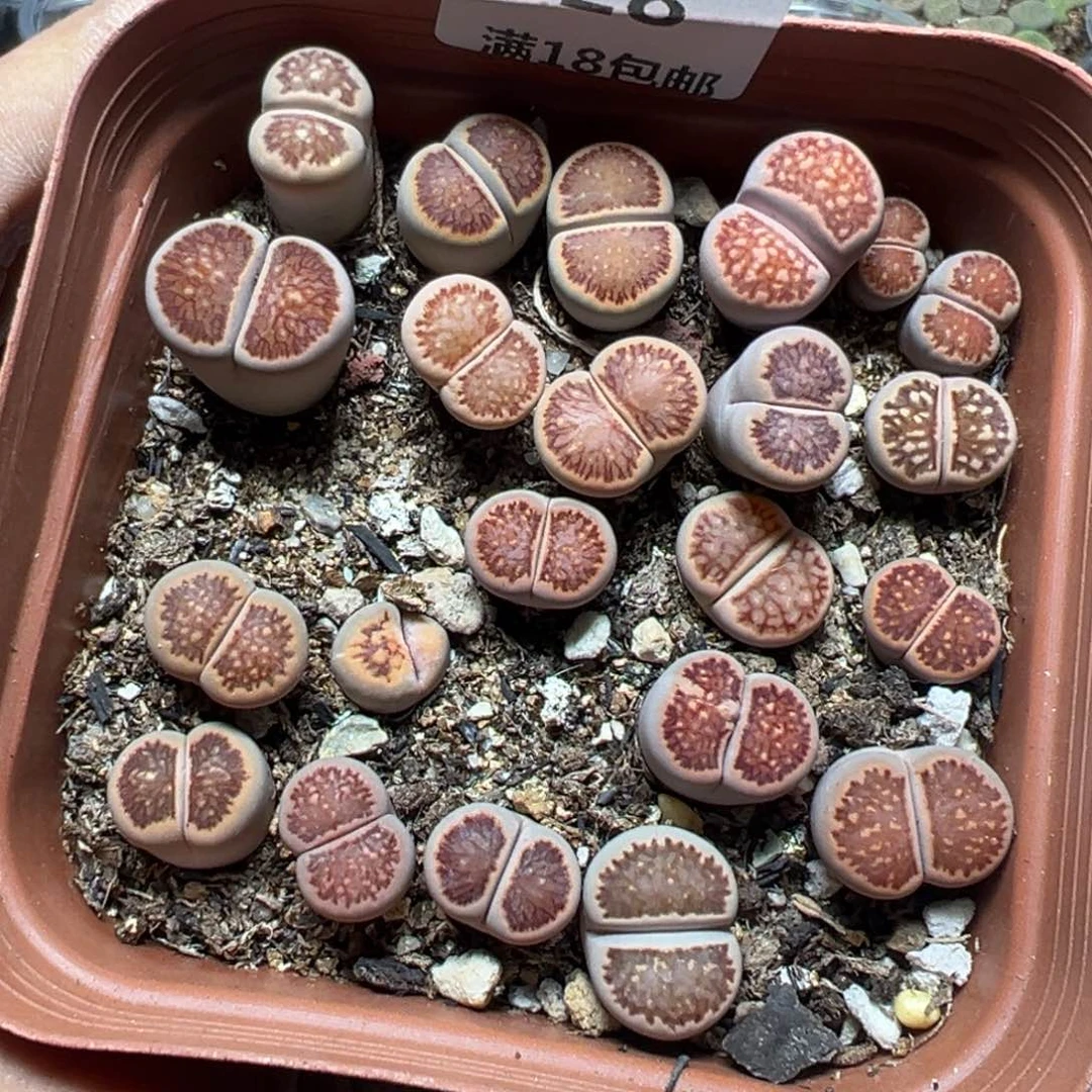 【闪购商品】 628.