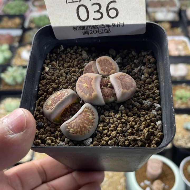 佳人园艺 老周上福利啦菊036