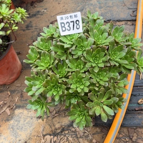 378绿茶不包断枝