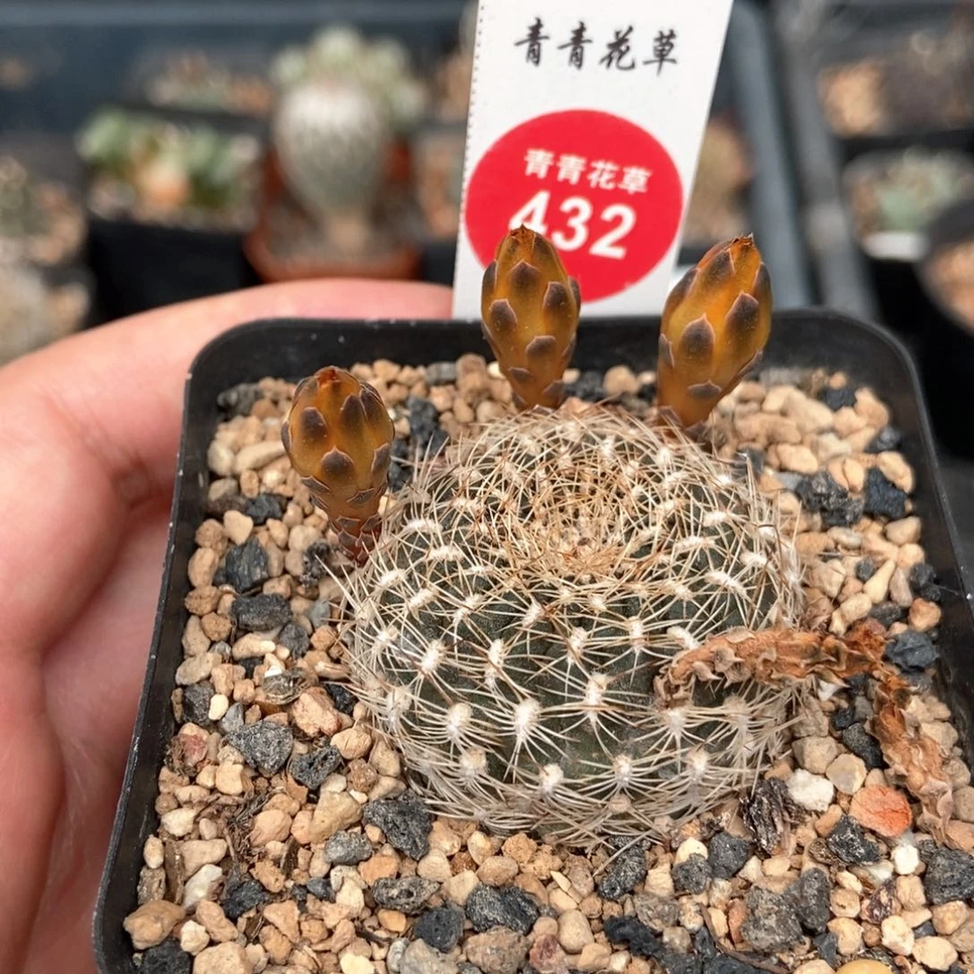 实生黄环丸宝山一颗仙人球