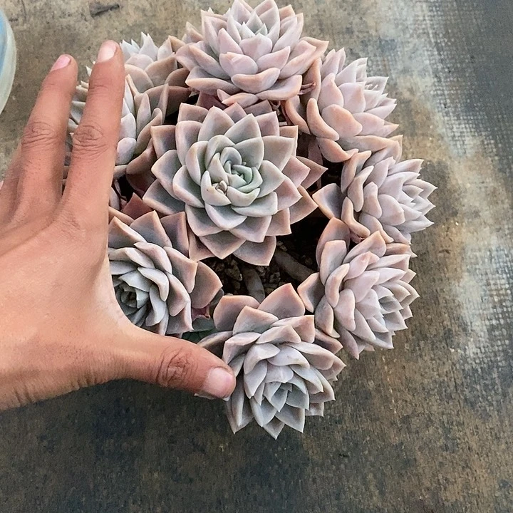 玉*多肉植物一物一拍