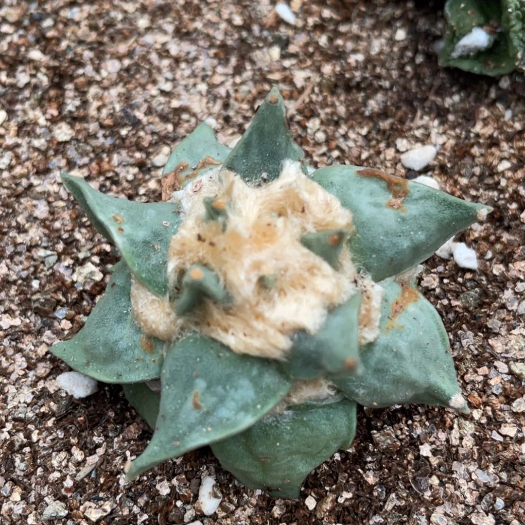全部花朵螺旋 青瓷龙牙