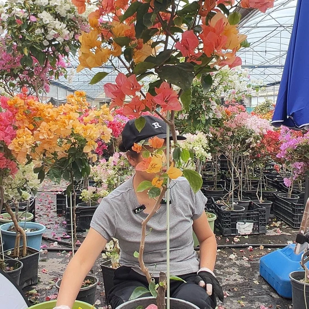 人***薄大部分花苞少量开放C61阿达娜