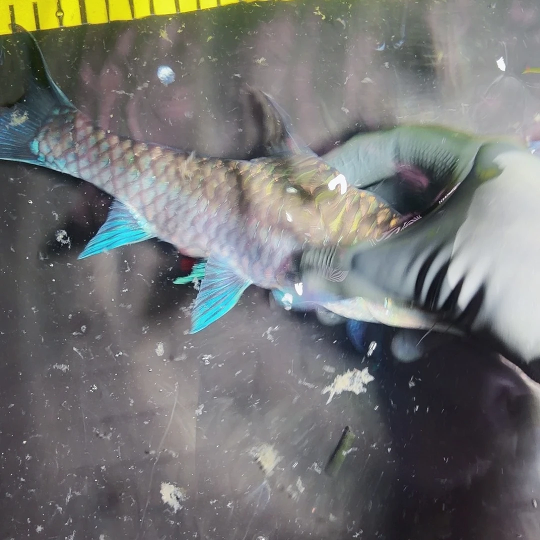 海水鱼吉罗淡水鱼