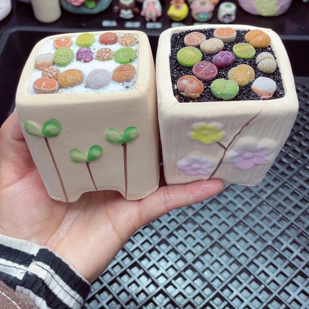 w1958 带盆土发货一物一拍