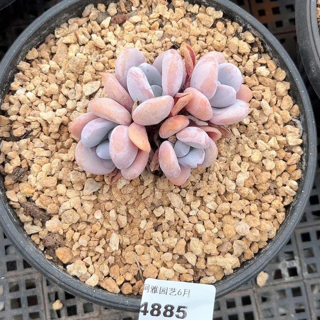 阿雅园艺。    4885粉兔