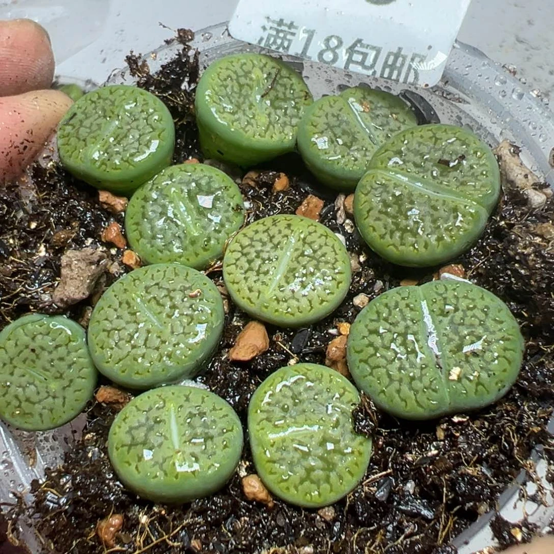 【闪购商品】 589。