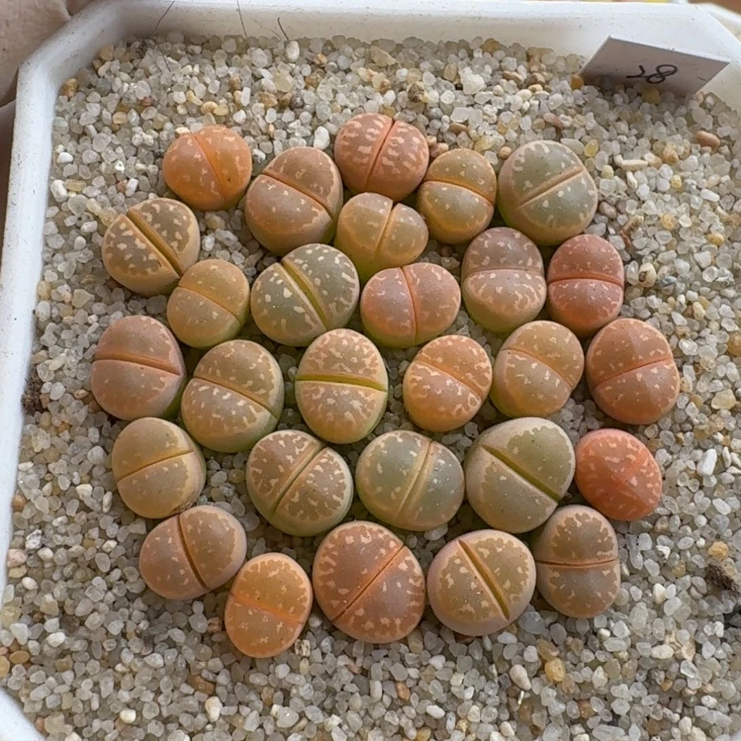 1230-022橙色橄榄生石花