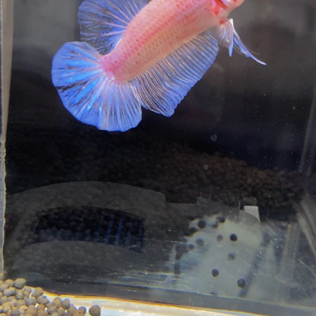 斗鱼213巨斗11111