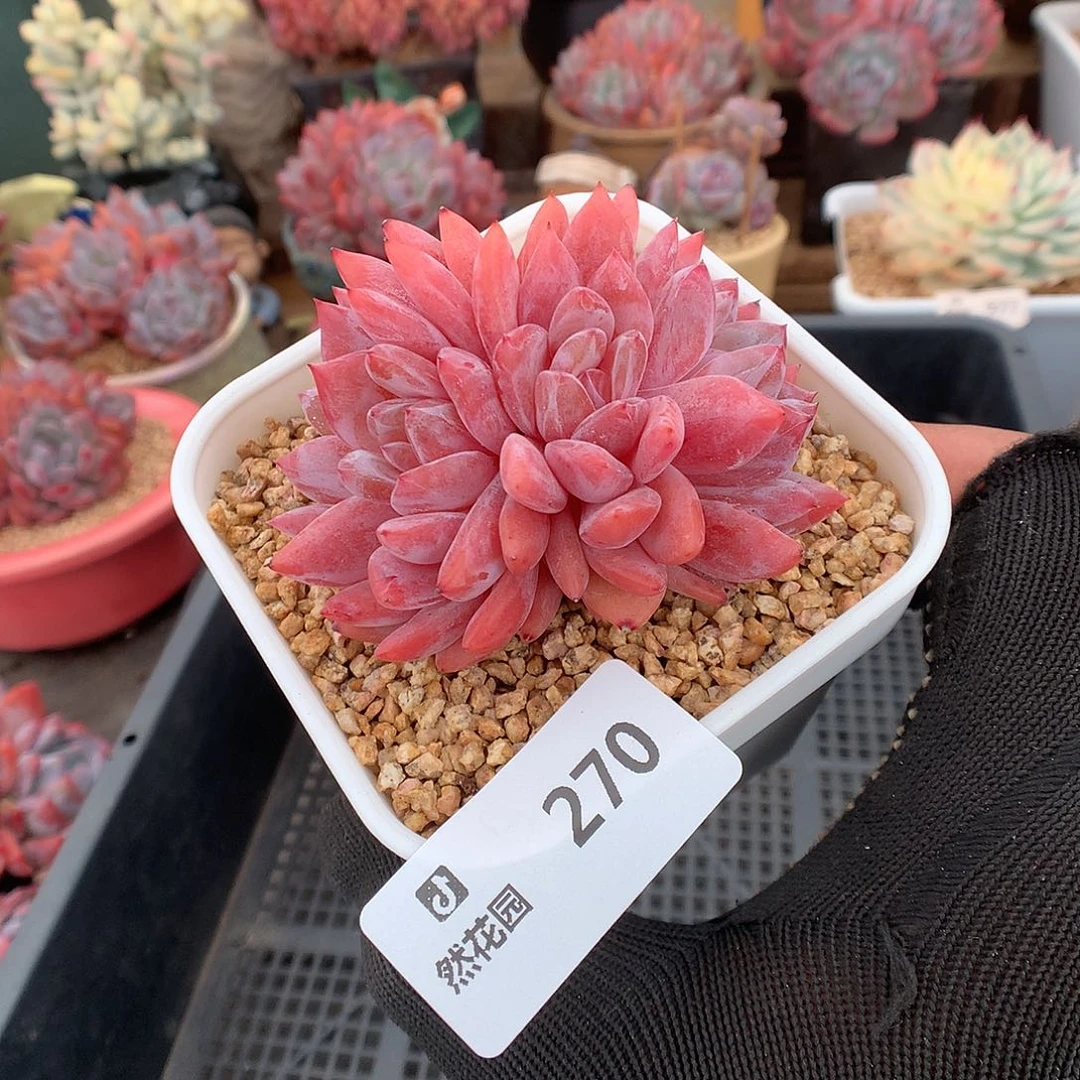 270日本雪天使多肉植物
