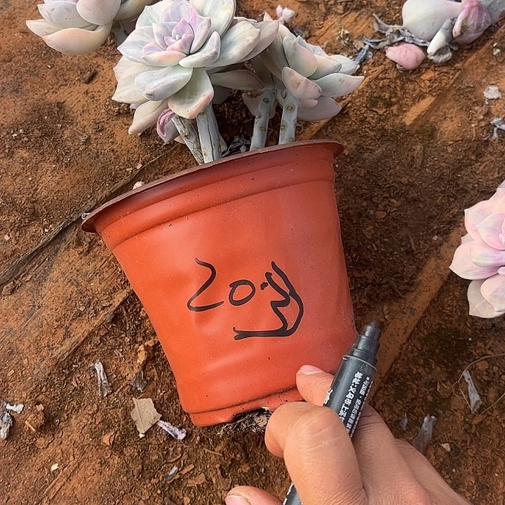 爱***肉紫乐锦群，一物一拍