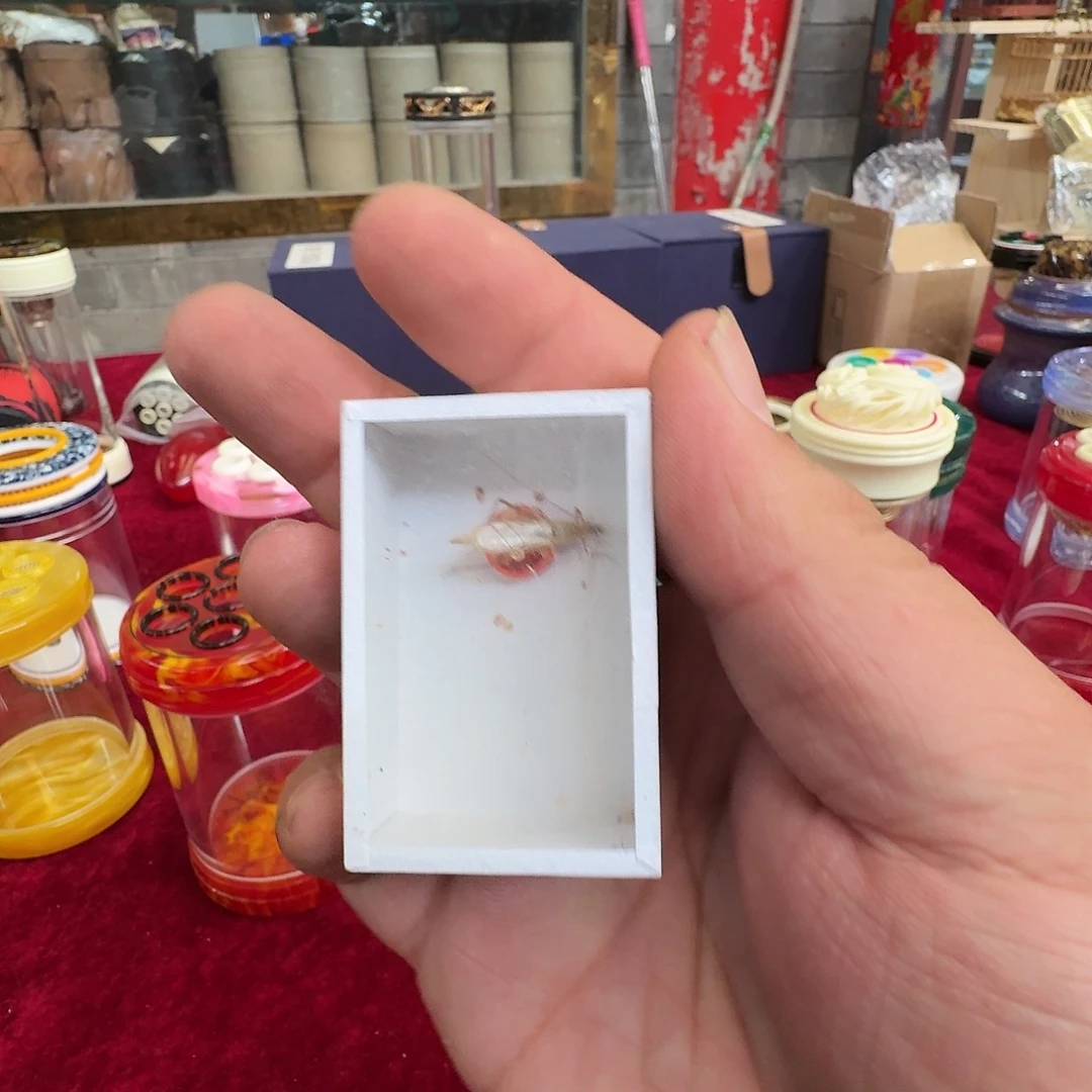 金***名红竹蛉1个哈哈哈哈