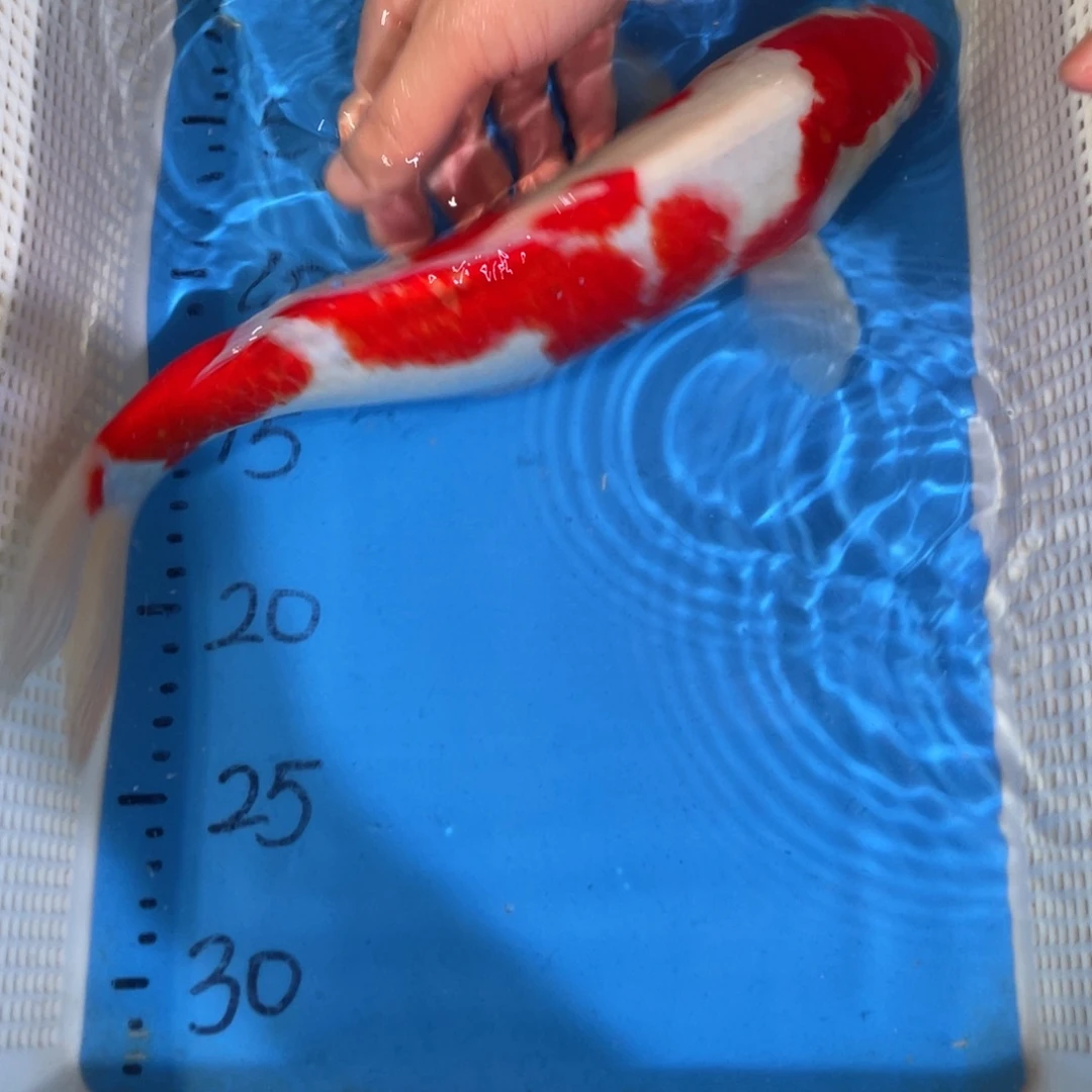 锦鲤锦鲤包邮蝴蝶包邮