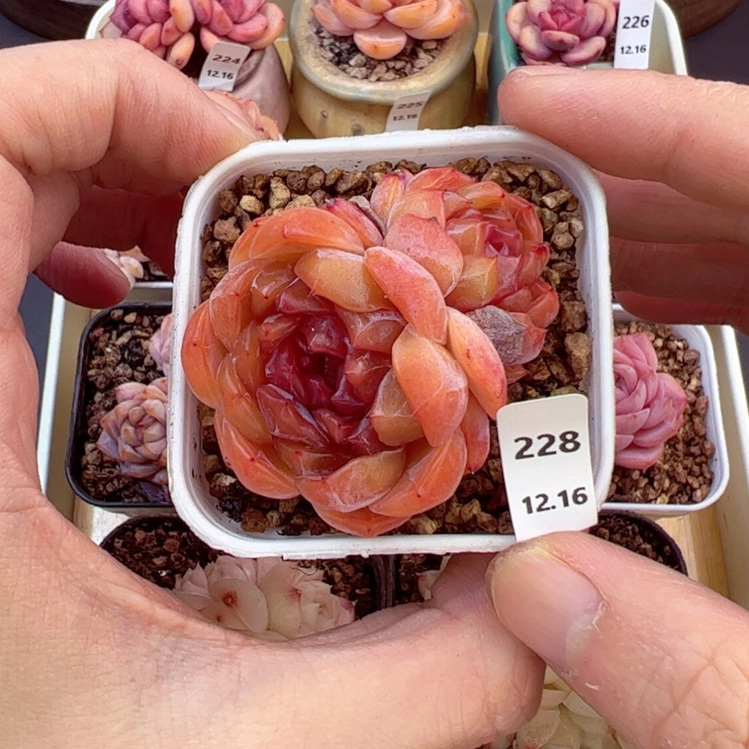 好好看228、哈哈哈哈