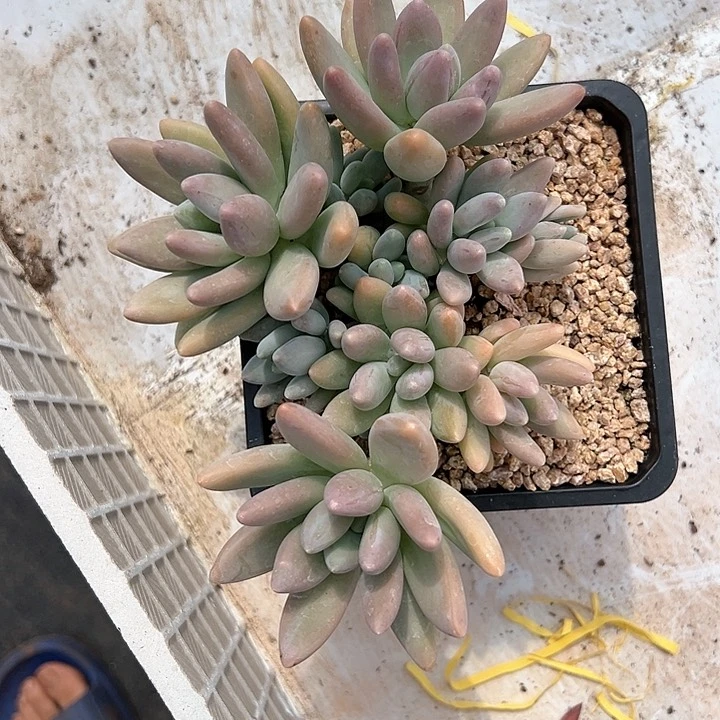 【闪购商品】白兰地福利
