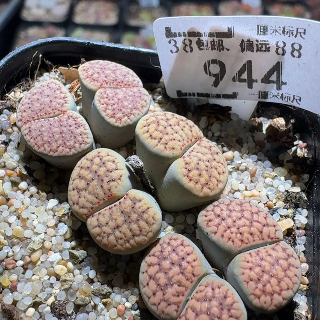 zzZ生石花肉锥944