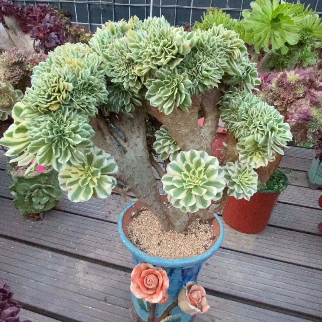 无花朵迈巴赫朵朵