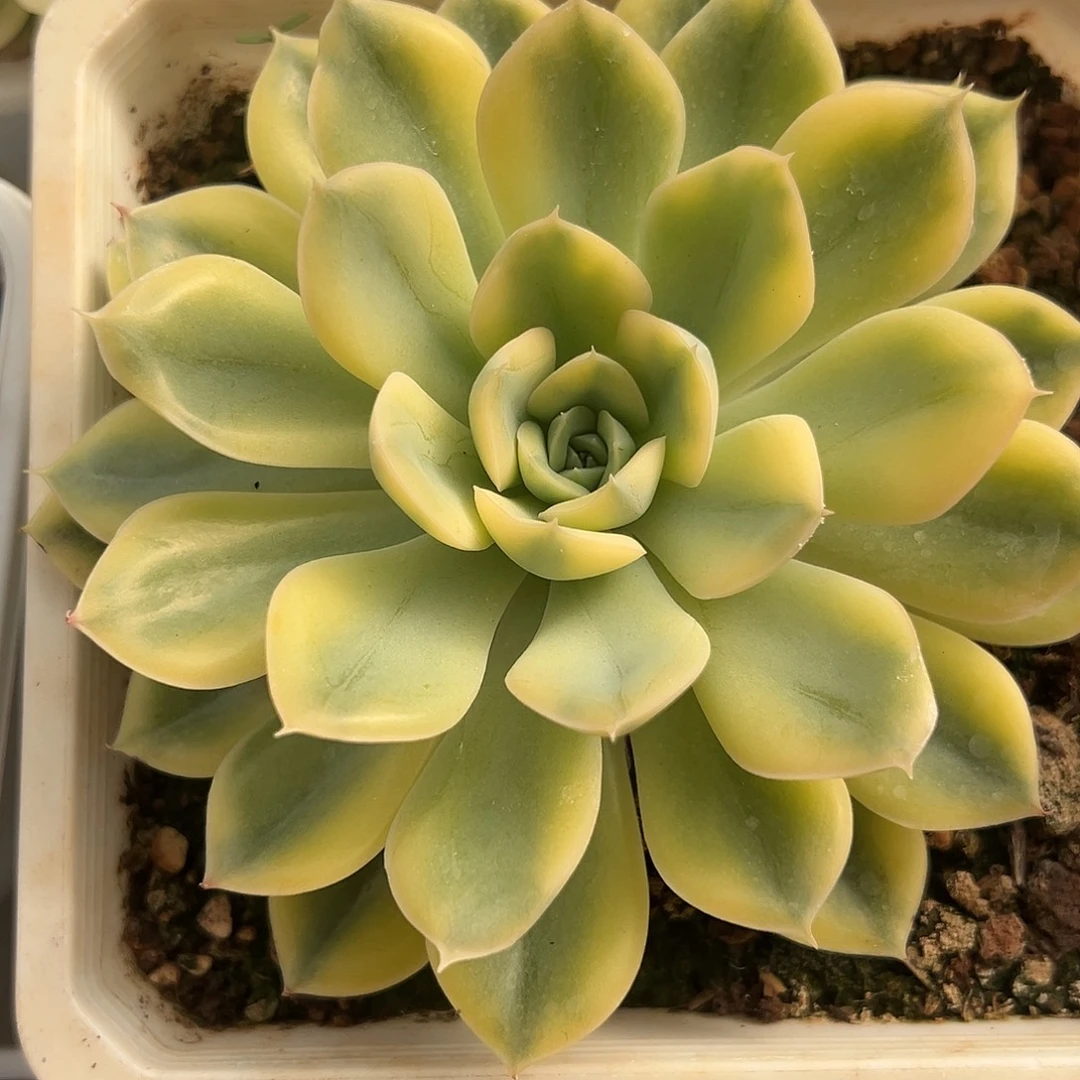 荷花锦大单头多肉植物