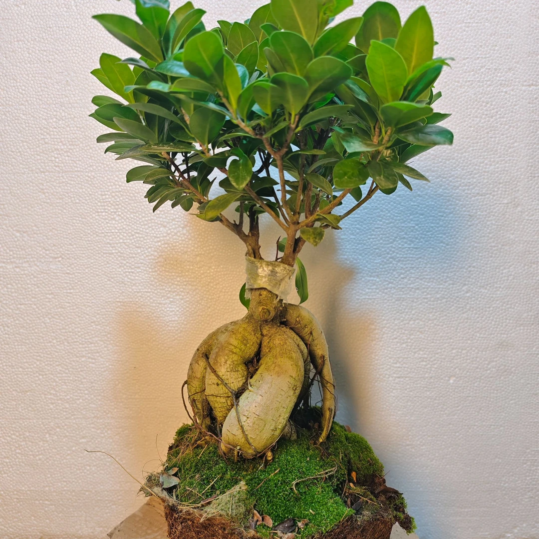 矮霸人参榕盆景室内室外庭院绿植四季长青榕树【大熊推荐好物】