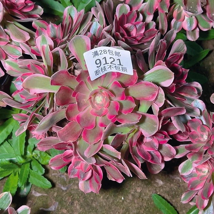 9121红女郎多肉植物