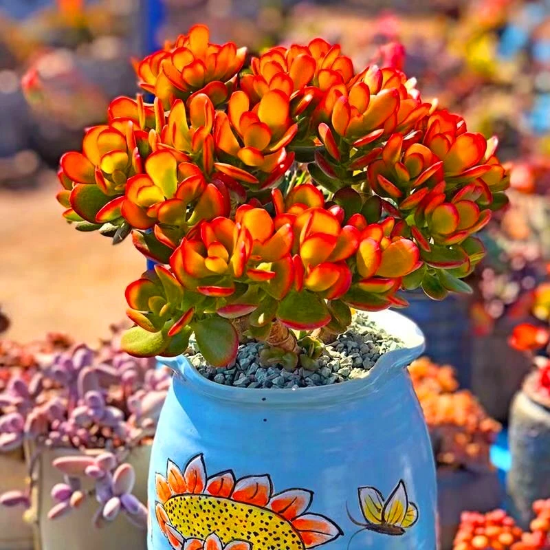 姬红花月红叶玉树盆栽老桩多肉植物群生多头新花月锦肉肉绿植花卉