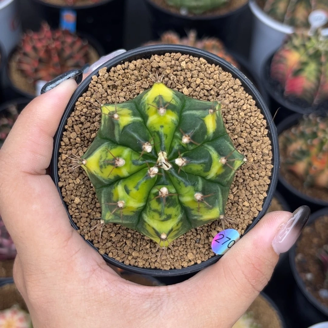 270 猫眼乌贼 侧 福利捡漏