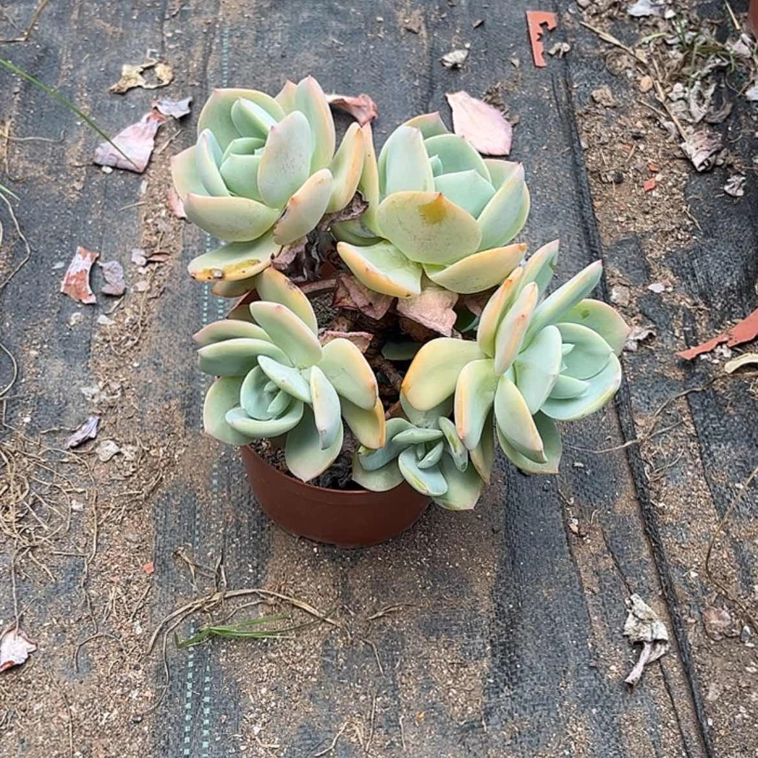 【闪购商品】无花朵暖*