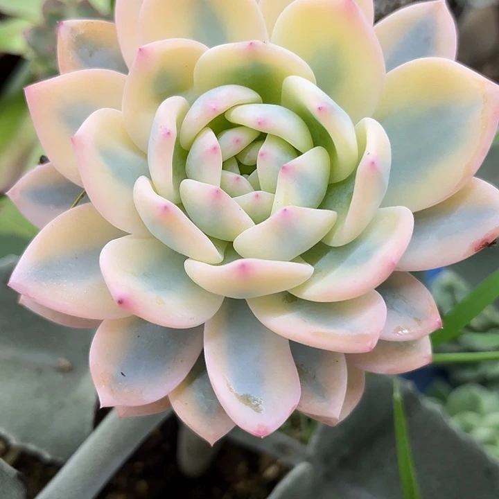 梦露大宽锦炸多肉植物