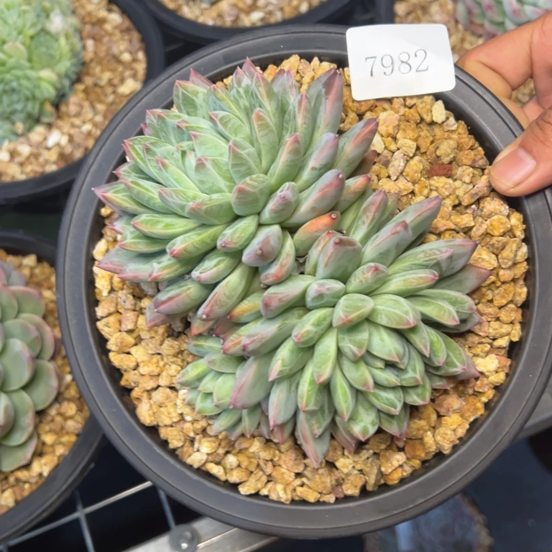 敏7982肉多哦哟多哦哦