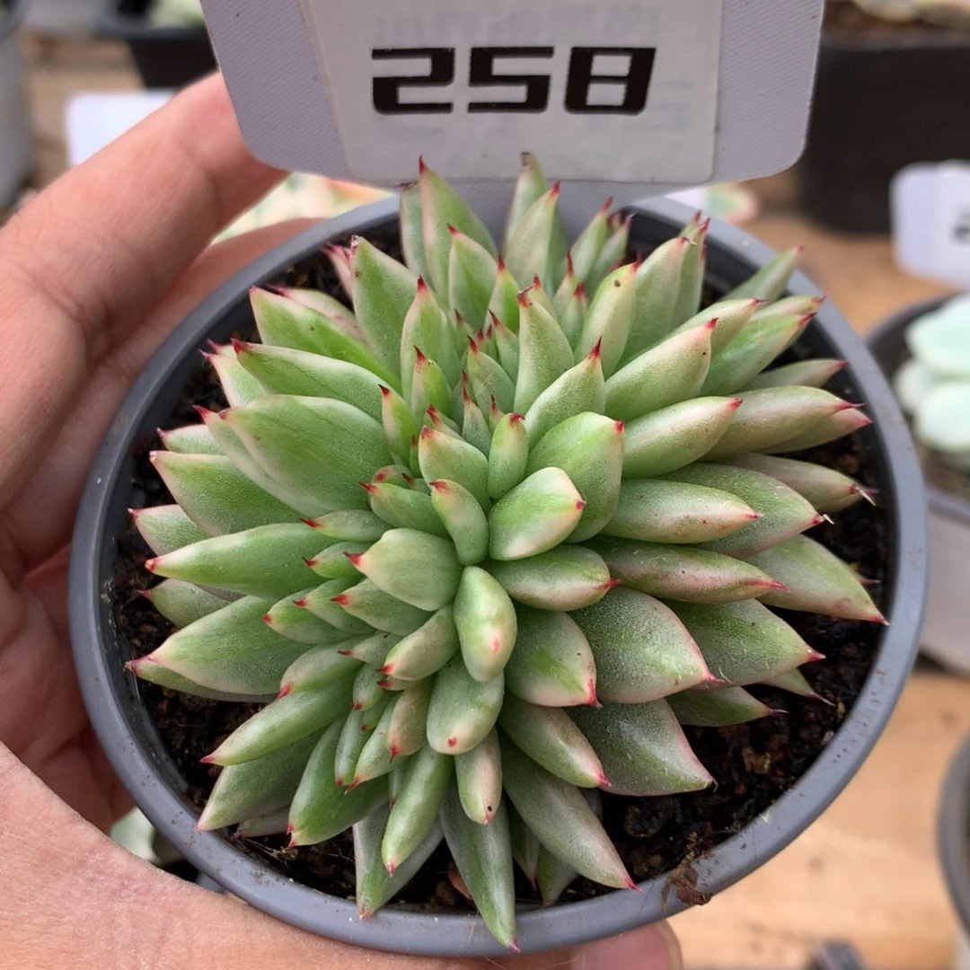 258锦锦锦锦锦锦锦锦