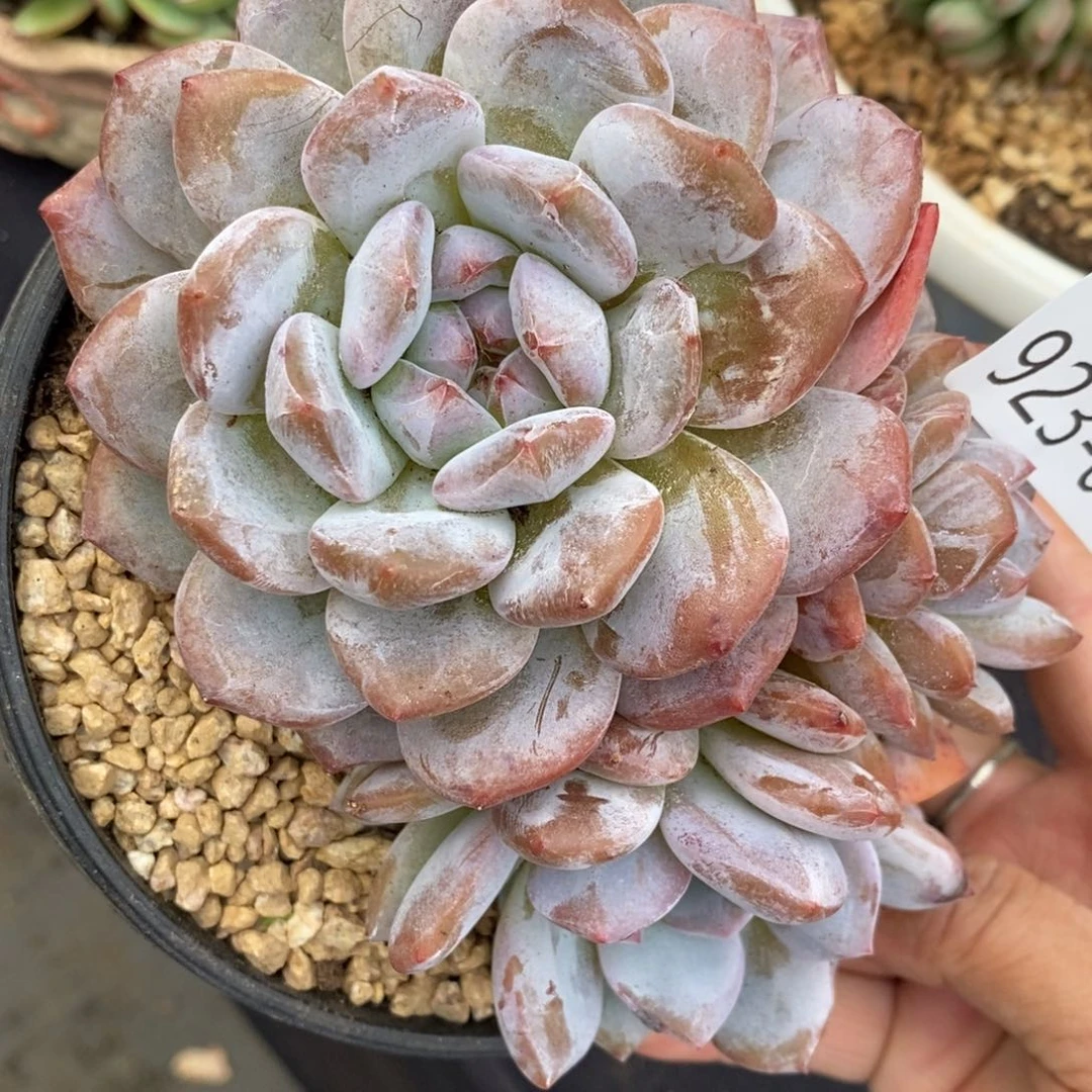 勿秒拍秒退 923-056石榴籽