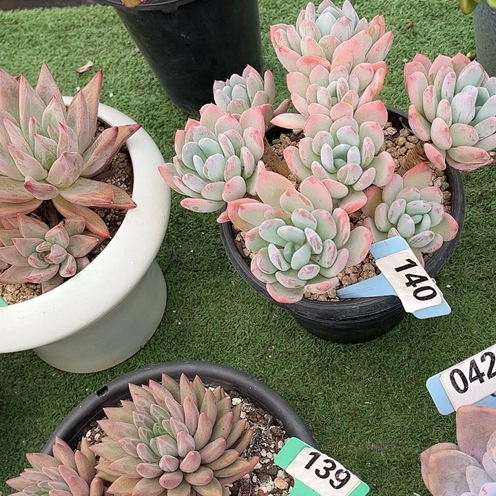 *****灰姑娘多肉植物保护140