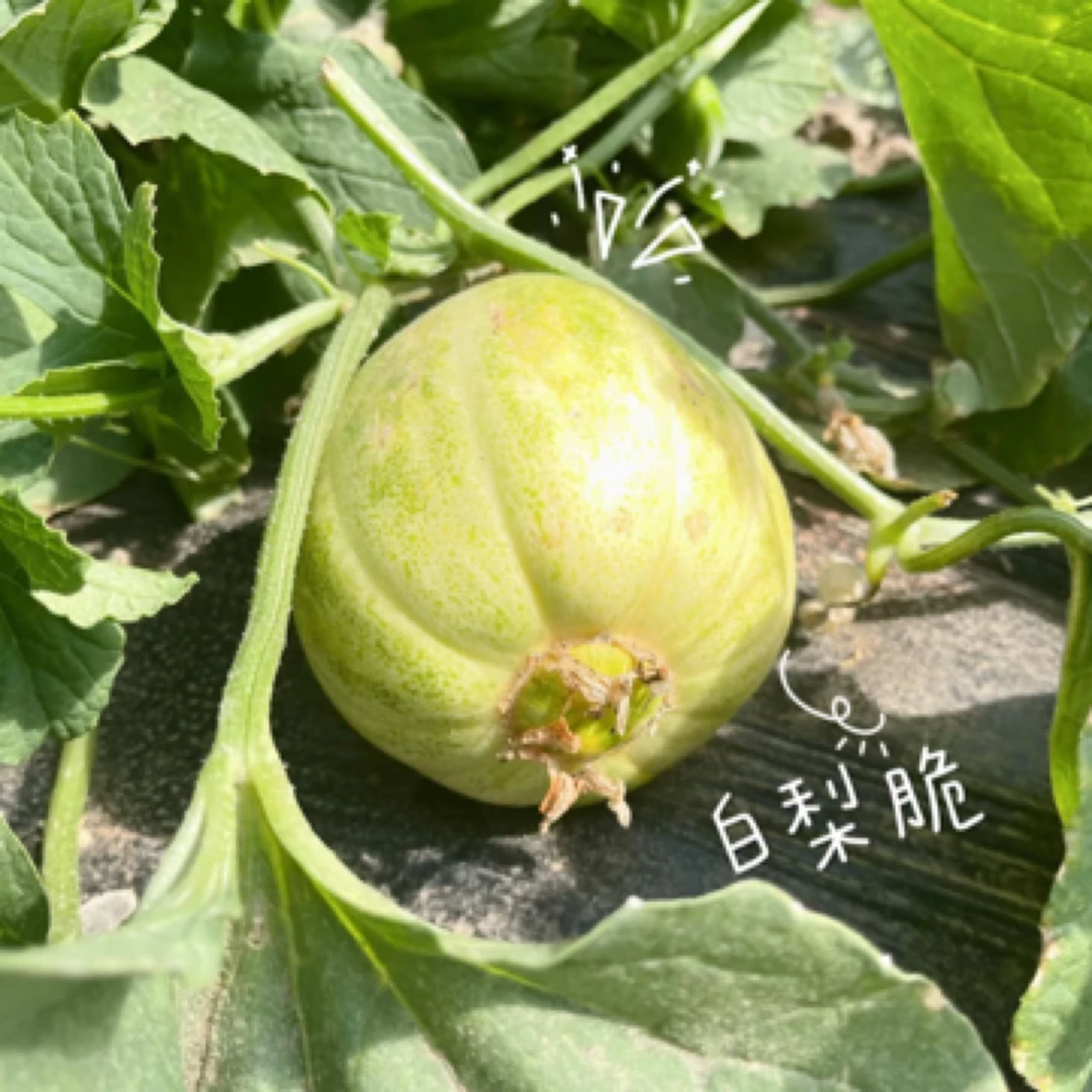 【V嘉精选】京密香瓜甜瓜一份二斤左右