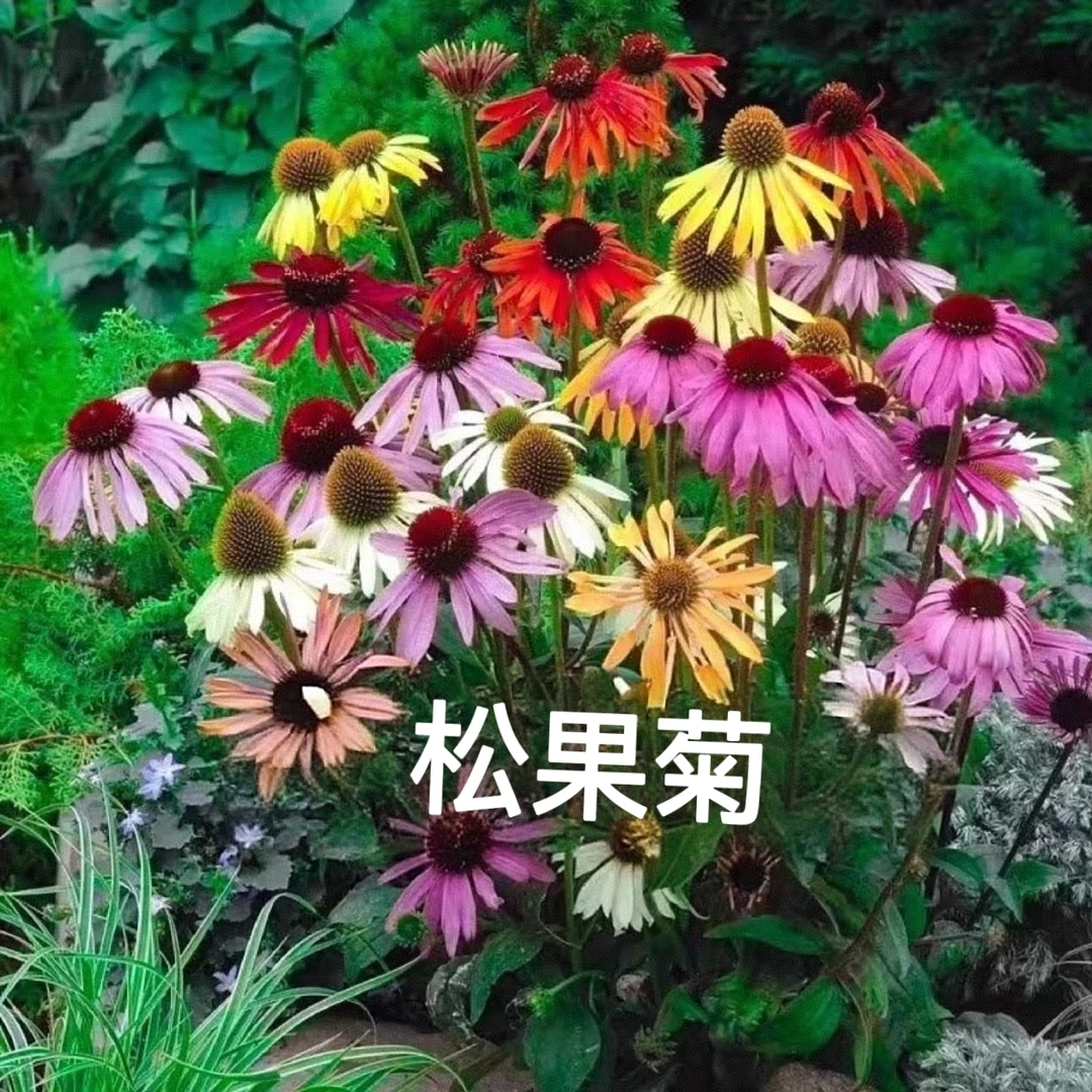 【松果菊】110盆“百搭单品”混色满五包邮 耐寒耐旱耐高温盆地栽