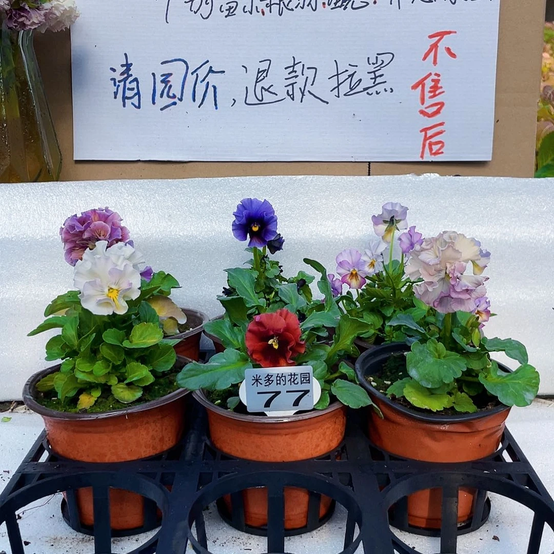 大部分花苞少量开放77