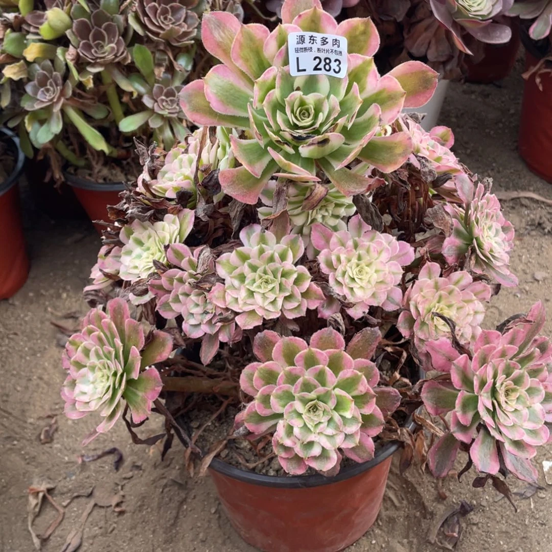 283铜壶锦多肉法师断枝不包