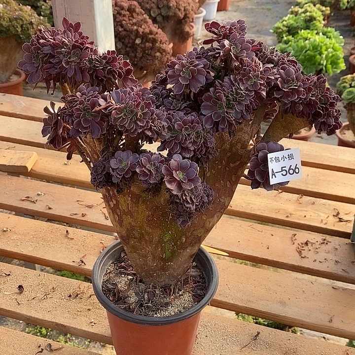 566 欧紫缀宽32 公分微瑕