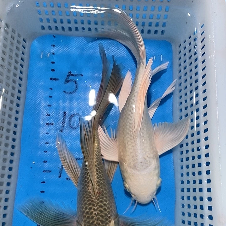 锦鲤锦鲤包邮包售后