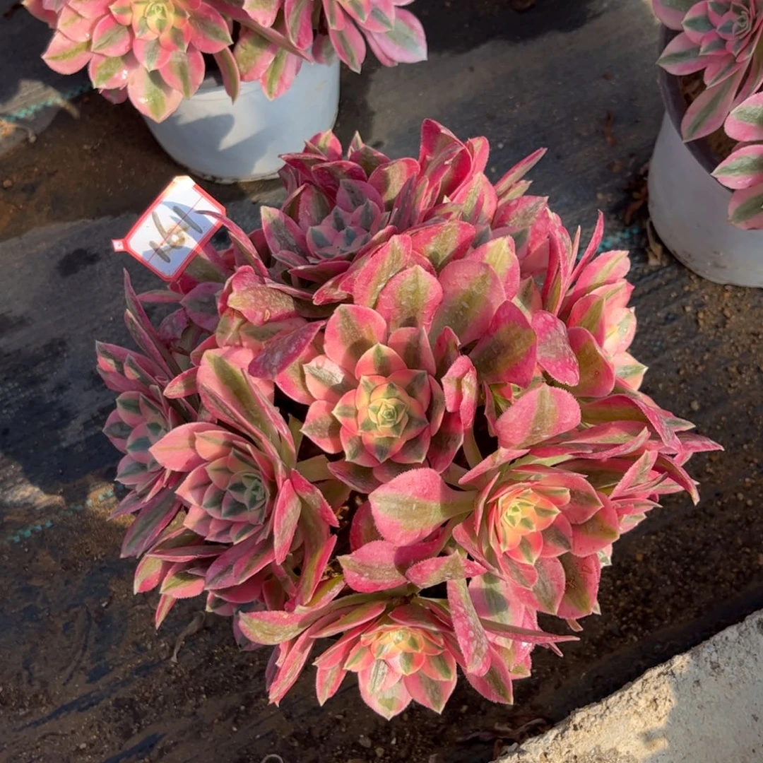 161多肉植物粉女巫