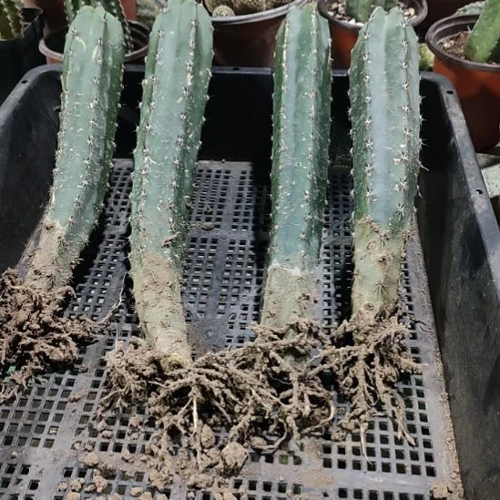 仙人球黑刺袖普四个带根打包