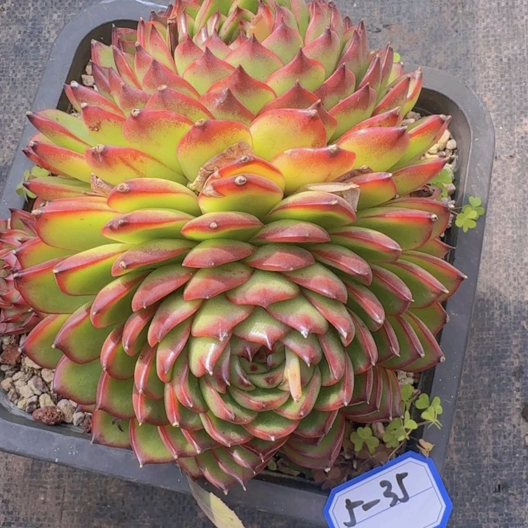 5-35月亮石凡艺多肉