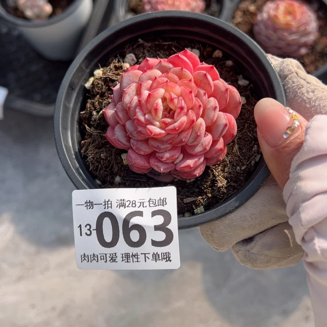 白胖子多肉多肉多肉多