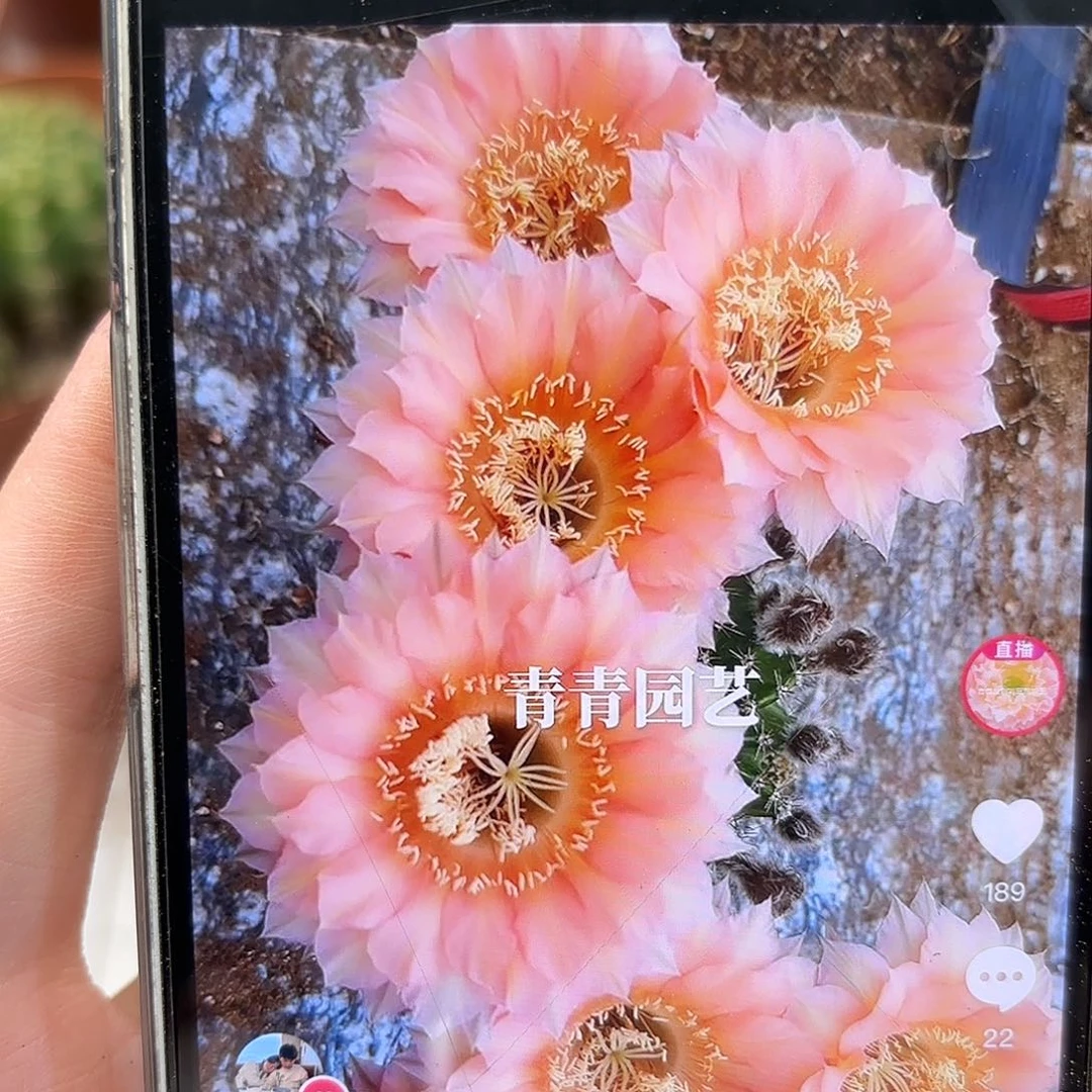 彩草1-7号7公分左右