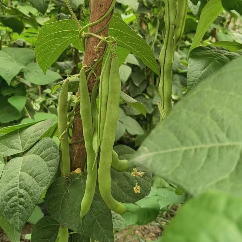 >四季豆<农户自家露天自然种植四季豆/大小随机直播为准