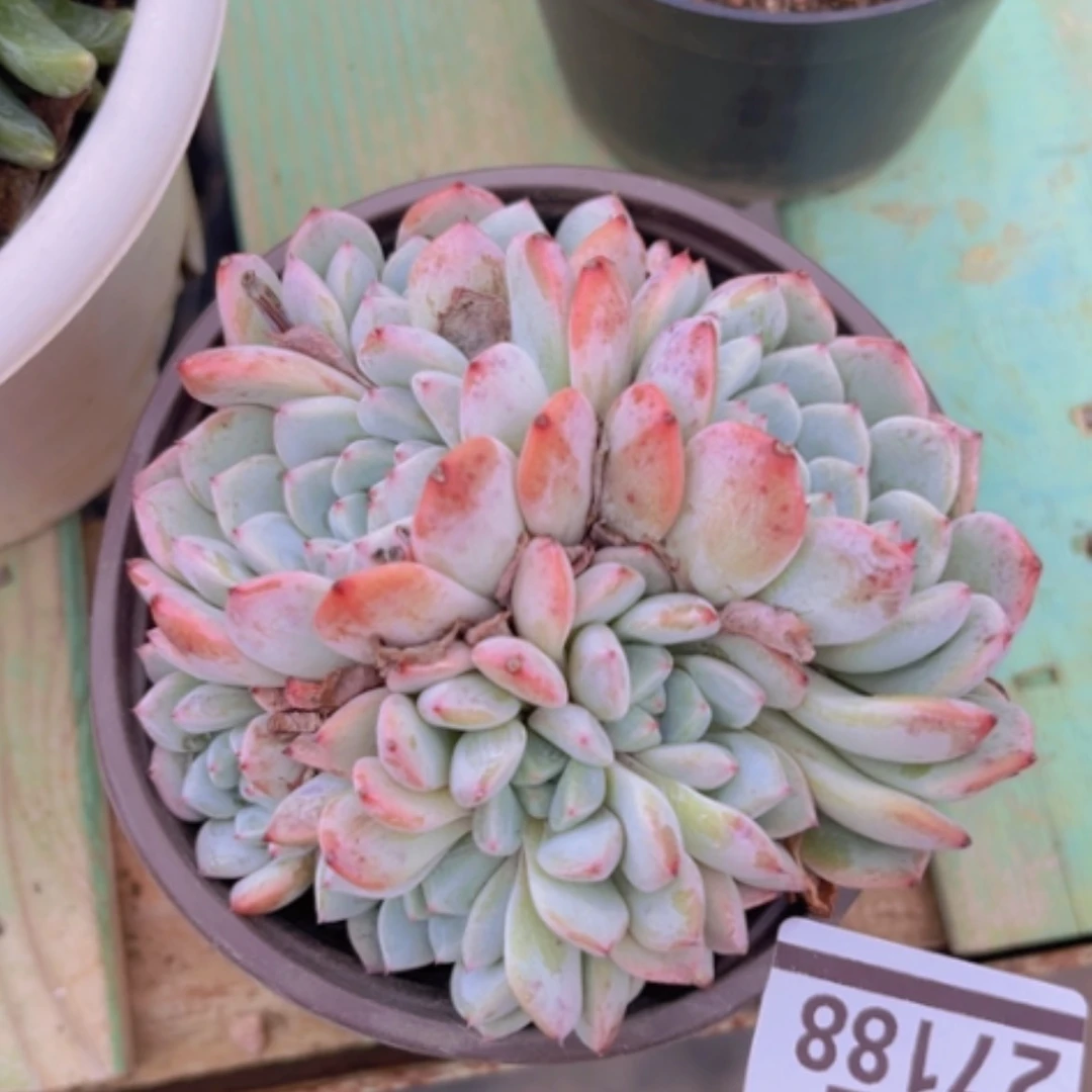 【闪购商品】邹*雪爪27188