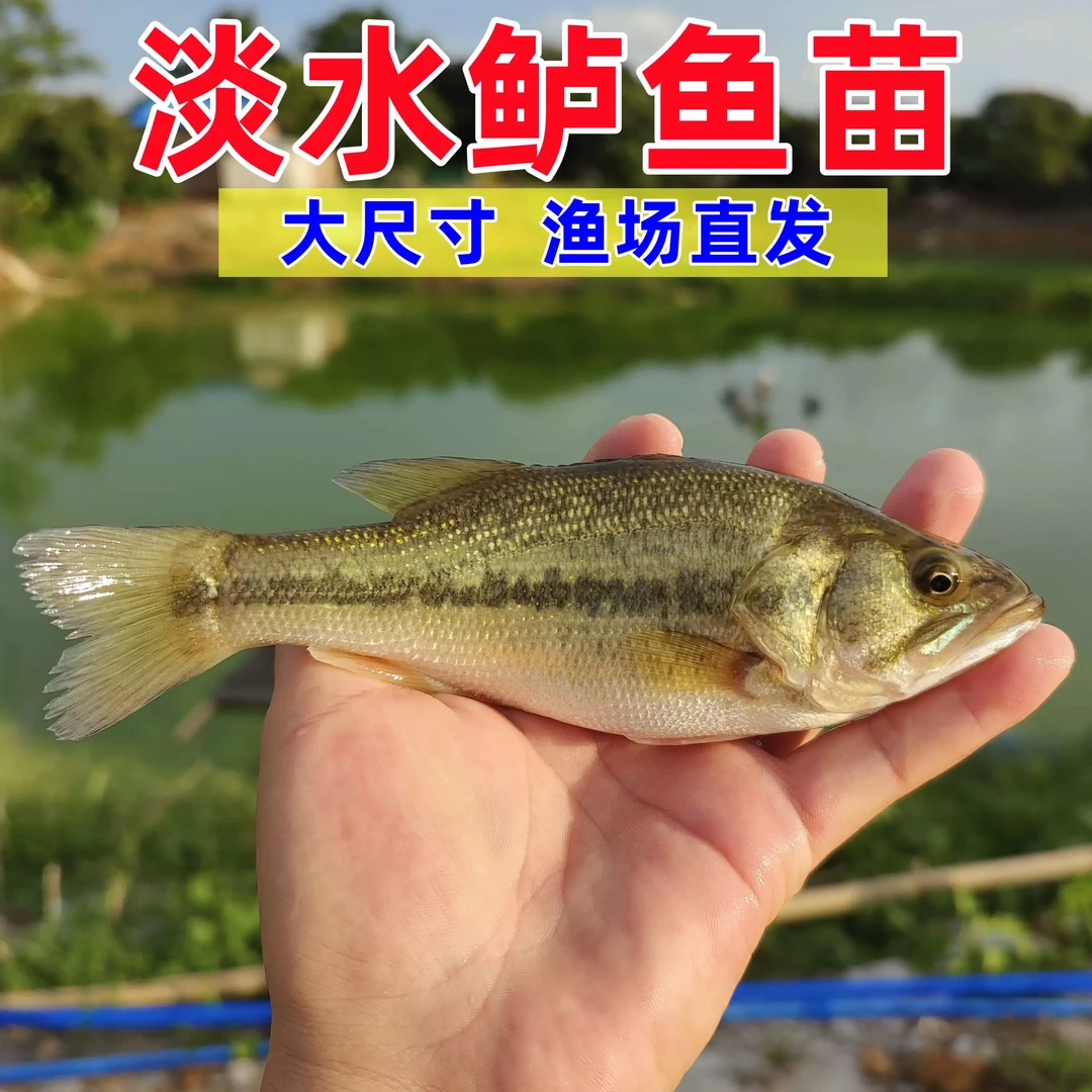 特大七星鲈鱼苗淡水加州路亚苗大口黑鲈鱼苗冷水淡水养殖鱼苗