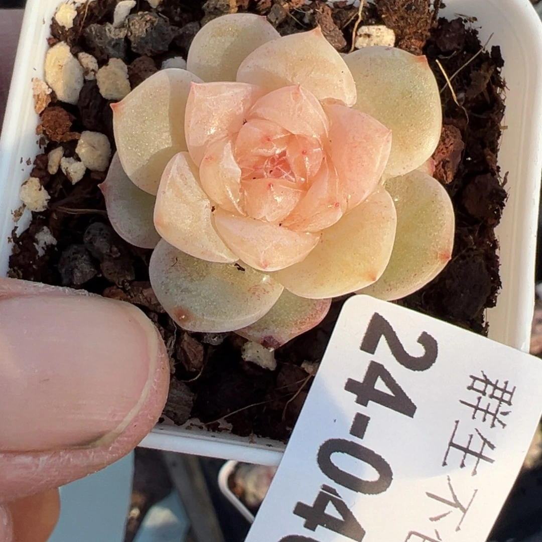 即****火小卡拉米糖心一物一拍24-40