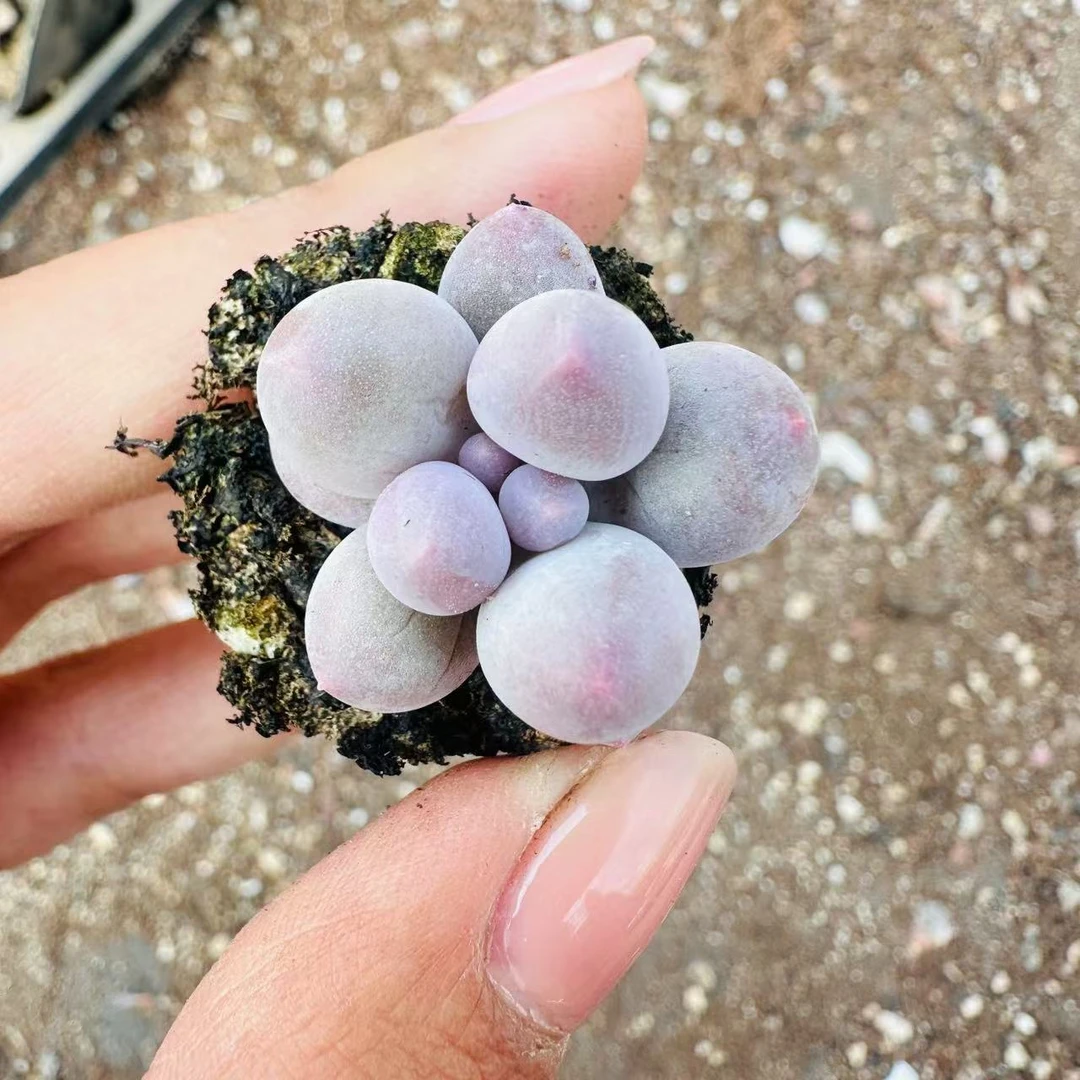 精品多肉 汤圆奶多肉拍一发五（直播间展示为准）