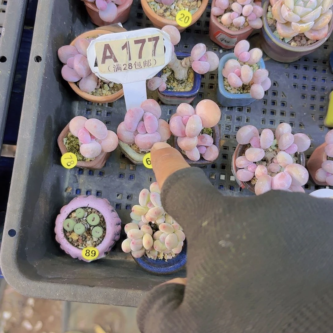 辣**?A178大叶彩虹一物一拍