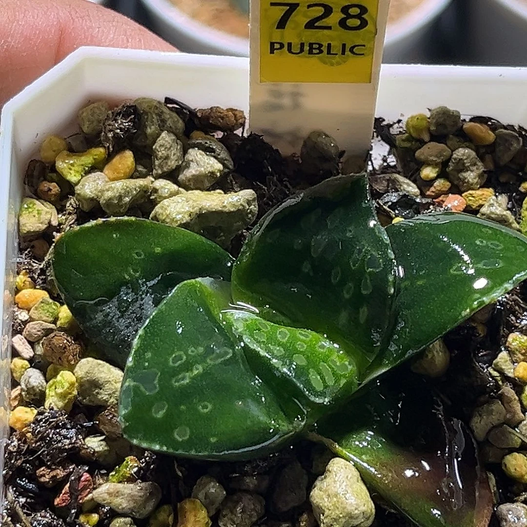 728碧玉寿皮上窗福利福利